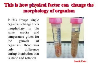 Sushil Patel
In this image single
organism change their
morphology in the
same media and
temperature given for
the growth of
organism, there was
only difference
during incubation that
is static and rotation.
 