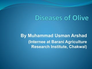 By Muhammad Usman Arshad
(Internee at Barani Agriculture
Research Institute, Chakwal)
 
