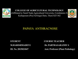 PAPAYA ANTHRACNOSE
COLLEGE OF AGRICULTURAL TECHNOLOGY
(Affiliated to Tamil Nadu Agricultural University, Coimbatore-3)
Kullapuram (Po),ViaVaigai Dam, Theni-625 562
STUDENT
M.HARISHMADEVI
ID. No. 2015021047
COURSE TEACHER
Dr. PARTHASARATHY S
Asst. Professor (Plant Pathology)
 