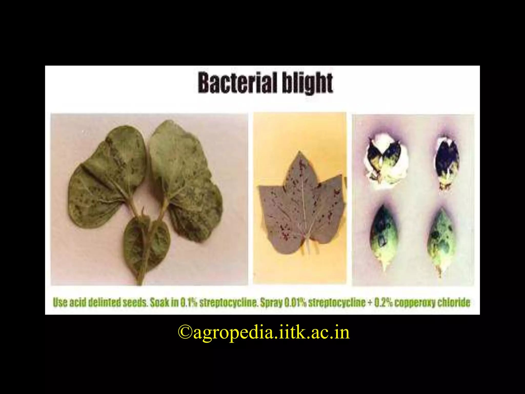Picture of BACTERIAL BLIGHT OF COTTON | PPTX