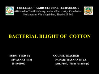 SUBMITTED BY COURSE TEACHER
SIVASAKTHI.M Dr. PARTHASARATHY.S
2016021043 Asst. Prof., (Plant Pathology)
COLLEGE OF AGRICULTURAL TECHNOLOGY
Affiliated to Tamil Nadu Agricultural University, Coimbatore
Kullapuram, Via Vaigai dam, Theni-625 562
BACTERIAL BLIGHT OF COTTON
 