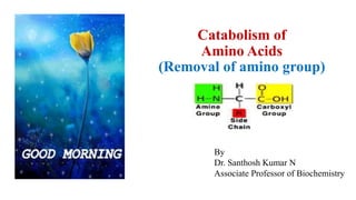 Catabolism of
Amino Acids
(Removal of amino group)
By
Dr. Santhosh Kumar N
Associate Professor of Biochemistry
 