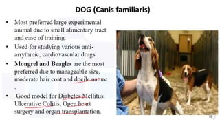 DOG (Canis familiaris)
 