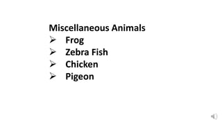 Miscellaneous Animals
 Frog
 Zebra Fish
 Chicken
 Pigeon
 