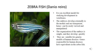 ZEBRA FISH (Danio reiro)
 