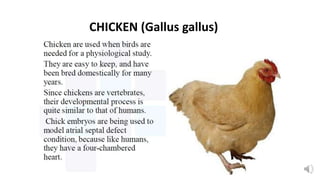 CHICKEN (Gallus gallus)
 