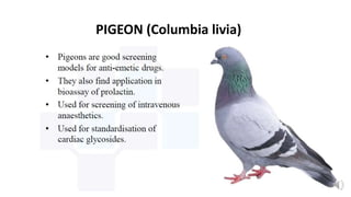 PIGEON (Columbia livia)
 