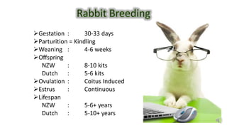 Gestation : 30-33 days
Parturition = Kindling
Weaning : 4-6 weeks
Offspring
NZW : 8-10 kits
Dutch : 5-6 kits
Ovulation : Coitus Induced
Estrus : Continuous
Lifespan
NZW : 5-6+ years
Dutch : 5-10+ years
 