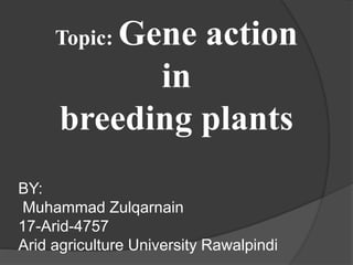Topic: Gene action
in
breeding plants
BY:
Muhammad Zulqarnain
17-Arid-4757
Arid agriculture University Rawalpindi
 