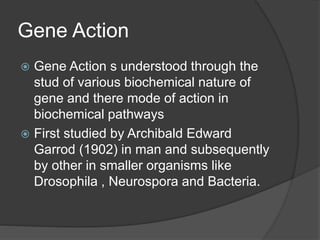 Gene Action
 Gene Action s understood through the
stud of various biochemical nature of
gene and there mode of action in
biochemical pathways
 First studied by Archibald Edward
Garrod (1902) in man and subsequently
by other in smaller organisms like
Drosophila , Neurospora and Bacteria.
 