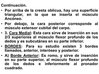 Continuación.
• Por arriba de la cresta oblicua, hay una superficie
triangular, en la que se inserta el músculo
Ancóneo.
• Por debajo, la cara posterior corresponde al
músculo extensor cubital del carpo.
• 3. Cara Medial: Esta cara sirve de inserción en sus
2/3 superiores al músculo flexor profundo de los
dedos y es subcutánea en su parte inferior.
• BORDES: Para su estudio existen 3 bordes
llamados, anterior, interóseo y posterior.
• A) Borde Anterior: Es romo, y sirve de inserción
en su parte superior, al músculo flexor profundo
de los dedos e inferiormente al pronador
cuadrado.
 