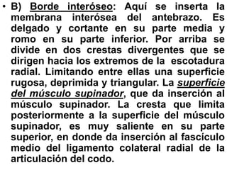 • B) Borde interóseo: Aquí se inserta la
membrana interósea del antebrazo. Es
delgado y cortante en su parte media y
romo en su parte inferior. Por arriba se
divide en dos crestas divergentes que se
dirigen hacia los extremos de la escotadura
radial. Limitando entre ellas una superficie
rugosa, deprimida y triangular. La superficie
del músculo supinador, que da inserción al
músculo supinador. La cresta que limita
posteriormente a la superficie del músculo
supinador, es muy saliente en su parte
superior, en donde da inserción al fascículo
medio del ligamento colateral radial de la
articulación del codo.
 
