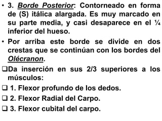 • 3. Borde Posterior: Contorneado en forma
de (S) itálica alargada. Es muy marcado en
su parte media, y casi desaparece en el ¼
inferior del hueso.
• Por arriba este borde se divide en dos
crestas que se continúan con los bordes del
Olécranon.
Da inserción en sus 2/3 superiores a los
músculos:
 1. Flexor profundo de los dedos.
 2. Flexor Radial del Carpo.
 3. Flexor cubital del carpo.
 