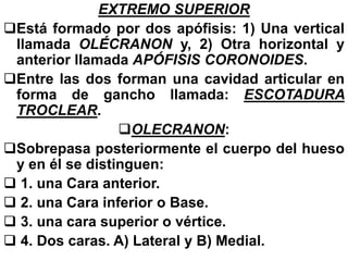 EXTREMO SUPERIOR
Está formado por dos apófisis: 1) Una vertical
llamada OLÉCRANON y, 2) Otra horizontal y
anterior llamada APÓFISIS CORONOIDES.
Entre las dos forman una cavidad articular en
forma de gancho llamada: ESCOTADURA
TROCLEAR.
OLECRANON:
Sobrepasa posteriormente el cuerpo del hueso
y en él se distinguen:
 1. una Cara anterior.
 2. una Cara inferior o Base.
 3. una cara superior o vértice.
 4. Dos caras. A) Lateral y B) Medial.
 