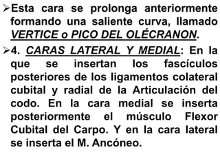 Esta cara se prolonga anteriormente
formando una saliente curva, llamado
VERTICE o PICO DEL OLÉCRANON.
4. CARAS LATERAL Y MEDIAL: En la
que se insertan los fascículos
posteriores de los ligamentos colateral
cubital y radial de la Articulación del
codo. En la cara medial se inserta
posteriormente el músculo Flexor
Cubital del Carpo. Y en la cara lateral
se inserta el M. Ancóneo.
 