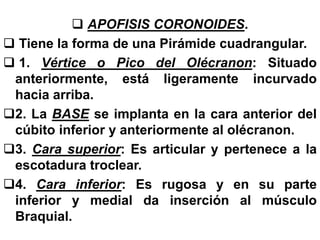 APOFISIS CORONOIDES.
 Tiene la forma de una Pirámide cuadrangular.
 1. Vértice o Pico del Olécranon: Situado
anteriormente, está ligeramente incurvado
hacia arriba.
2. La BASE se implanta en la cara anterior del
cúbito inferior y anteriormente al olécranon.
3. Cara superior: Es articular y pertenece a la
escotadura troclear.
4. Cara inferior: Es rugosa y en su parte
inferior y medial da inserción al músculo
Braquial.
 