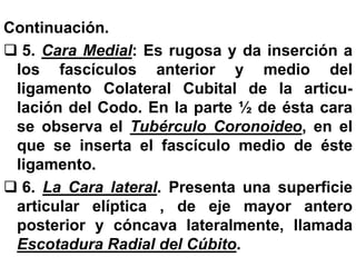 Continuación.
 5. Cara Medial: Es rugosa y da inserción a
los fascículos anterior y medio del
ligamento Colateral Cubital de la articu-
lación del Codo. En la parte ½ de ésta cara
se observa el Tubérculo Coronoideo, en el
que se inserta el fascículo medio de éste
ligamento.
 6. La Cara lateral. Presenta una superficie
articular elíptica , de eje mayor antero
posterior y cóncava lateralmente, llamada
Escotadura Radial del Cúbito.
 