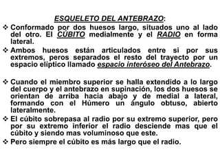 ESQUELETO DEL ANTEBRAZO:
 Conformado por dos huesos largo, situados uno al lado
del otro. El CÚBITO medialmente y el RADIO en forma
lateral.
 Ambos huesos están articulados entre si por sus
extremos, peros separados el resto del trayecto por un
espacio elíptico llamado espacio interóseo del Antebrazo.
 Cuando el miembro superior se halla extendido a lo largo
del cuerpo y el antebrazo en supinación, los dos huesos se
orientan de arriba hacia abajo y de medial a lateral,
formando con el Húmero un ángulo obtuso, abierto
lateralmente.
 El cúbito sobrepasa al radio por su extremo superior, pero
por su extremo inferior el radio desciende mas que el
cúbito y siendo mas voluminoso que este.
 Pero siempre el cúbito es más largo que el radio.
 