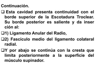 Continuación.
 Esta cavidad presenta continuidad con el
borde superior de la Escotadura Troclear.
Su borde posterior es saliente y da inser
ción al:
1) Ligamento Anular del Radio,
2) Fascículo medio del ligamento colateral
radial.
Y por abajo se continúa con la cresta que
limita posteriormente a la superficie del
músculo supinador.
 