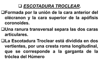  ESCOTADURA TROCLEAR.
Formada por la unión de la cara anterior del
olécranon y la cara superior de la apófisis
coronoides.
Una ranura transversal separa las dos caras
articulares.
La Escotadura Troclear está dividida en dos
vertientes, por una cresta roma longitudinal,
que se corresponde a la garganta de la
tróclea del Húmero
 