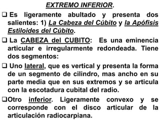 EXTREMO INFERIOR.
 Es ligeramente abultado y presenta dos
salientes: 1) La Cabeza del Cúbito y la Apófisis
Estiloides del Cúbito.
 La CABEZA del CUBITO: Es una eminencia
articular e irregularmente redondeada. Tiene
dos segmentos:
 Uno lateral, que es vertical y presenta la forma
de un segmento de cilindro, mas ancho en su
parte media que en sus extremos y se articula
con la escotadura cubital del radio.
Otro inferior. Ligeramente convexo y se
corresponde con el disco articular de la
articulación radiocarpiana.
 