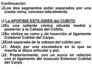Continuación.
Los dos segmentos están separados por una
cresta roma, convexa lateralmente.
 La APOFISIS ESTILOIDES del CUBITO.
Es una saliente cónica situada medial y
posterior a la Cabeza del Cúbito.
Su vértice es romo y da inserción al ligamento
Colateral Cubital del Carpo.
Está separada de la cabeza del cúbito por:
1. Abajo por una escotadura en la que se
inserta el disco articular y por,
2. Posteriormente, con un surco en relación
con el ligamento del músculo Extensor Cubital
del Carpo.
 