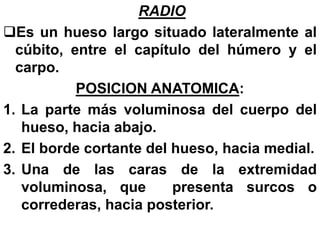 RADIO
Es un hueso largo situado lateralmente al
cúbito, entre el capítulo del húmero y el
carpo.
POSICION ANATOMICA:
1. La parte más voluminosa del cuerpo del
hueso, hacia abajo.
2. El borde cortante del hueso, hacia medial.
3. Una de las caras de la extremidad
voluminosa, que presenta surcos o
correderas, hacia posterior.
 