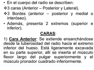 • En el cuerpo del radio se describen:
3 caras (Anterior – Posterior y Lateral).
3 Bordes (anterior – posterior y medial o
interóseo).
• Además, presenta 2 extremos (superior e
inferior).
CARAS:
1) Cara Anterior: Se extiende ensanchándose
desde la tuberosidad del radio hacia el extremo
inferior del hueso. Está ligeramente excavada
en su parte superior, allí se inserta el músculo
flexor largo del pulgar superiormente y el
músculo pronador cuadrado inferiormente.
 