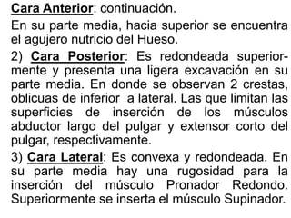 Cara Anterior: continuación.
En su parte media, hacia superior se encuentra
el agujero nutricio del Hueso.
2) Cara Posterior: Es redondeada superior-
mente y presenta una ligera excavación en su
parte media. En donde se observan 2 crestas,
oblicuas de inferior a lateral. Las que limitan las
superficies de inserción de los músculos
abductor largo del pulgar y extensor corto del
pulgar, respectivamente.
3) Cara Lateral: Es convexa y redondeada. En
su parte media hay una rugosidad para la
inserción del músculo Pronador Redondo.
Superiormente se inserta el músculo Supinador.
 