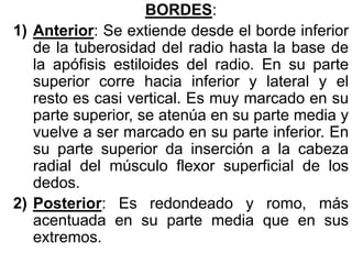 BORDES:
1) Anterior: Se extiende desde el borde inferior
de la tuberosidad del radio hasta la base de
la apófisis estiloides del radio. En su parte
superior corre hacia inferior y lateral y el
resto es casi vertical. Es muy marcado en su
parte superior, se atenúa en su parte media y
vuelve a ser marcado en su parte inferior. En
su parte superior da inserción a la cabeza
radial del músculo flexor superficial de los
dedos.
2) Posterior: Es redondeado y romo, más
acentuada en su parte media que en sus
extremos.
 