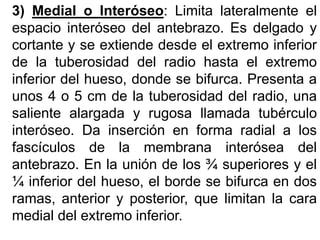 3) Medial o Interóseo: Limita lateralmente el
espacio interóseo del antebrazo. Es delgado y
cortante y se extiende desde el extremo inferior
de la tuberosidad del radio hasta el extremo
inferior del hueso, donde se bifurca. Presenta a
unos 4 o 5 cm de la tuberosidad del radio, una
saliente alargada y rugosa llamada tubérculo
interóseo. Da inserción en forma radial a los
fascículos de la membrana interósea del
antebrazo. En la unión de los ¾ superiores y el
¼ inferior del hueso, el borde se bifurca en dos
ramas, anterior y posterior, que limitan la cara
medial del extremo inferior.
 