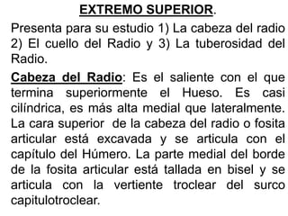 EXTREMO SUPERIOR.
Presenta para su estudio 1) La cabeza del radio
2) El cuello del Radio y 3) La tuberosidad del
Radio.
Cabeza del Radio: Es el saliente con el que
termina superiormente el Hueso. Es casi
cilíndrica, es más alta medial que lateralmente.
La cara superior de la cabeza del radio o fosita
articular está excavada y se articula con el
capítulo del Húmero. La parte medial del borde
de la fosita articular está tallada en bisel y se
articula con la vertiente troclear del surco
capitulotroclear.
 