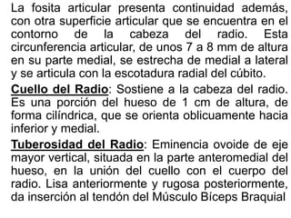 La fosita articular presenta continuidad además,
con otra superficie articular que se encuentra en el
contorno de la cabeza del radio. Esta
circunferencia articular, de unos 7 a 8 mm de altura
en su parte medial, se estrecha de medial a lateral
y se articula con la escotadura radial del cúbito.
Cuello del Radio: Sostiene a la cabeza del radio.
Es una porción del hueso de 1 cm de altura, de
forma cilíndrica, que se orienta oblicuamente hacia
inferior y medial.
Tuberosidad del Radio: Eminencia ovoide de eje
mayor vertical, situada en la parte anteromedial del
hueso, en la unión del cuello con el cuerpo del
radio. Lisa anteriormente y rugosa posteriormente,
da inserción al tendón del Músculo Bíceps Braquial
 