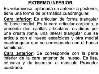EXTREMO INFERIOR.
Es voluminosa, aplanada de anterior a posterior,
tiene una forma de prismática cuadrangular.
Cara Inferior: Es articular, de forma triangular
de base medial. Es la cara articular carpiana, y
presenta dos carillas articulares divididas por
una cresta roma, una lateral triangular que se
articula con el hueso escafoides y otra medial
cuadrangular que se corresponde con el hueso
semilunar.
Cara anterior: Se corresponde con la parte
inferior de la cara anterior del hueso. Es lisa,
cóncava y da inserción al músculo Pronador
cuadrado.
 