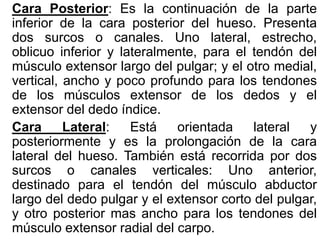 Cara Posterior: Es la continuación de la parte
inferior de la cara posterior del hueso. Presenta
dos surcos o canales. Uno lateral, estrecho,
oblicuo inferior y lateralmente, para el tendón del
músculo extensor largo del pulgar; y el otro medial,
vertical, ancho y poco profundo para los tendones
de los músculos extensor de los dedos y el
extensor del dedo índice.
Cara Lateral: Está orientada lateral y
posteriormente y es la prolongación de la cara
lateral del hueso. También está recorrida por dos
surcos o canales verticales: Uno anterior,
destinado para el tendón del músculo abductor
largo del dedo pulgar y el extensor corto del pulgar,
y otro posterior mas ancho para los tendones del
músculo extensor radial del carpo.
 