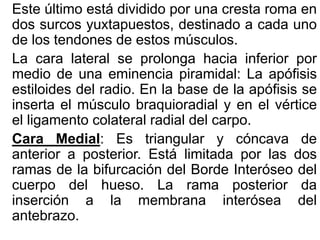 Este último está dividido por una cresta roma en
dos surcos yuxtapuestos, destinado a cada uno
de los tendones de estos músculos.
La cara lateral se prolonga hacia inferior por
medio de una eminencia piramidal: La apófisis
estiloides del radio. En la base de la apófisis se
inserta el músculo braquioradial y en el vértice
el ligamento colateral radial del carpo.
Cara Medial: Es triangular y cóncava de
anterior a posterior. Está limitada por las dos
ramas de la bifurcación del Borde Interóseo del
cuerpo del hueso. La rama posterior da
inserción a la membrana interósea del
antebrazo.
 