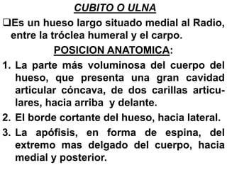 CUBITO O ULNA
Es un hueso largo situado medial al Radio,
entre la tróclea humeral y el carpo.
POSICION ANATOMICA:
1. La parte más voluminosa del cuerpo del
hueso, que presenta una gran cavidad
articular cóncava, de dos carillas articu-
lares, hacia arriba y delante.
2. El borde cortante del hueso, hacia lateral.
3. La apófisis, en forma de espina, del
extremo mas delgado del cuerpo, hacia
medial y posterior.
 