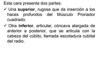 Esta cara presenta dos partes:
 Una superior, rugosa que da inserción a los
haces profundos del Músculo Pronador
cuadrado.
 Otra inferior, articular, cóncava alargada de
anterior a posterior, que se articula con la
cabeza del cúbito, llamada escotadura cubital
del radio.
 