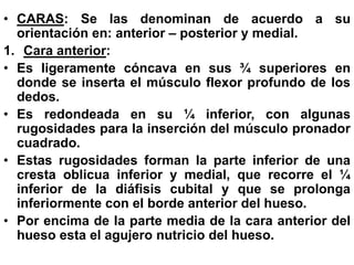 • CARAS: Se las denominan de acuerdo a su
orientación en: anterior – posterior y medial.
1. Cara anterior:
• Es ligeramente cóncava en sus ¾ superiores en
donde se inserta el músculo flexor profundo de los
dedos.
• Es redondeada en su ¼ inferior, con algunas
rugosidades para la inserción del músculo pronador
cuadrado.
• Estas rugosidades forman la parte inferior de una
cresta oblicua inferior y medial, que recorre el ¼
inferior de la diáfisis cubital y que se prolonga
inferiormente con el borde anterior del hueso.
• Por encima de la parte media de la cara anterior del
hueso esta el agujero nutricio del hueso.
 