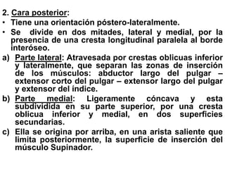 2. Cara posterior:
• Tiene una orientación póstero-lateralmente.
• Se divide en dos mitades, lateral y medial, por la
presencia de una cresta longitudinal paralela al borde
interóseo.
a) Parte lateral: Atravesada por crestas oblicuas inferior
y lateralmente, que separan las zonas de inserción
de los músculos: abductor largo del pulgar –
extensor corto del pulgar – extensor largo del pulgar
y extensor del índice.
b) Parte medial: Ligeramente cóncava y esta
subdividida en su parte superior, por una cresta
oblicua inferior y medial, en dos superficies
secundarias.
c) Ella se origina por arriba, en una arista saliente que
limita posteriormente, la superficie de inserción del
músculo Supinador.
 
