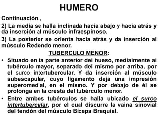 Continuación.,
2) La media se halla inclinada hacia abajo y hacia atrás y
da inserción al músculo infraespinoso.
3) La posterior se orienta hacia atrás y da inserción al
músculo Redondo menor.
TUBERCULO MENOR:
• Situado en la parte anterior del hueso, medialmente al
tubérculo mayor, separado del mismo por arriba, por
el surco intertubercular. Y da inserción al músculo
subescapular, cuyo ligamento deja una impresión
superomedial, en el mismo. Y por debajo de él se
prolonga en la cresta del tubérculo menor.
• Entre ambos tubérculos se halla ubicado el surco
intertubercular, por el cual discurre la vaina sinovial
del tendón del músculo Bíceps Braquial.
HUMERO
 