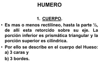 1. CUERPO.
• Es mas o menos rectilíneo, hasta la parte ½,
de allí esta retorcido sobre su eje. La
porción inferior es prismática triangular y la
porción superior es cilíndrica.
• Por ello se describe en el cuerpo del Hueso:
a) 3 caras y
b) 3 bordes.
HUMERO
 