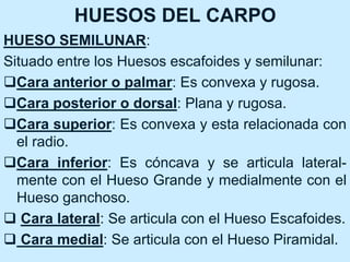 HUESOS DEL CARPO
HUESO SEMILUNAR:
Situado entre los Huesos escafoides y semilunar:
Cara anterior o palmar: Es convexa y rugosa.
Cara posterior o dorsal: Plana y rugosa.
Cara superior: Es convexa y esta relacionada con
el radio.
Cara inferior: Es cóncava y se articula lateral-
mente con el Hueso Grande y medialmente con el
Hueso ganchoso.
 Cara lateral: Se articula con el Hueso Escafoides.
 Cara medial: Se articula con el Hueso Piramidal.
 