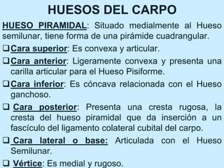 HUESOS DEL CARPO
HUESO PIRAMIDAL: Situado medialmente al Hueso
semilunar, tiene forma de una pirámide cuadrangular.
Cara superior: Es convexa y articular.
Cara anterior: Ligeramente convexa y presenta una
carilla articular para el Hueso Pisiforme.
Cara inferior: Es cóncava relacionada con el Hueso
ganchoso.
 Cara posterior: Presenta una cresta rugosa, la
cresta del hueso piramidal que da inserción a un
fascículo del ligamento colateral cubital del carpo.
 Cara lateral o base: Articulada con el Hueso
Semilunar.
 Vértice: Es medial y rugoso.
 