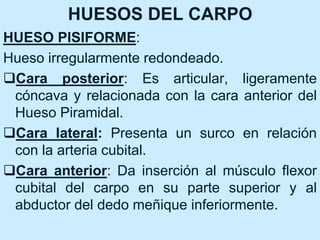 HUESOS DEL CARPO
HUESO PISIFORME:
Hueso irregularmente redondeado.
Cara posterior: Es articular, ligeramente
cóncava y relacionada con la cara anterior del
Hueso Piramidal.
Cara lateral: Presenta un surco en relación
con la arteria cubital.
Cara anterior: Da inserción al músculo flexor
cubital del carpo en su parte superior y al
abductor del dedo meñique inferiormente.
 