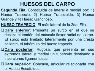 HUESOS DEL CARPO
Segunda Fila. Constituida de lateral a medial por: 1)
Hueso Trapecio. 2) Hueso Trapezoide. 3) Hueso
Grande y 4) Hueso Ganchoso.
HUESO TRAPECIO: El más lateral de la 2da. Fila.
Cara anterior: Presenta un surco en el que se
desliza el tendón del músculo flexor radial del carpo.
El surco está limitado lateralmente por una cresta
saliente, el tubérculo del hueso trapecio.
Cara posterior: Rugosa, que presenta en sus
extremos lateral y medial un tubérculo destinado a
inserciones ligamentosas.
Cara superior: Cóncava, articular relacionada con
el Hueso Escafoides.
 