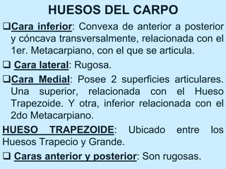 HUESOS DEL CARPO
Cara inferior: Convexa de anterior a posterior
y cóncava transversalmente, relacionada con el
1er. Metacarpiano, con el que se articula.
 Cara lateral: Rugosa.
Cara Medial: Posee 2 superficies articulares.
Una superior, relacionada con el Hueso
Trapezoide. Y otra, inferior relacionada con el
2do Metacarpiano.
HUESO TRAPEZOIDE: Ubicado entre los
Huesos Trapecio y Grande.
 Caras anterior y posterior: Son rugosas.
 
