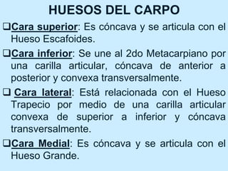 HUESOS DEL CARPO
Cara superior: Es cóncava y se articula con el
Hueso Escafoides.
Cara inferior: Se une al 2do Metacarpiano por
una carilla articular, cóncava de anterior a
posterior y convexa transversalmente.
 Cara lateral: Está relacionada con el Hueso
Trapecio por medio de una carilla articular
convexa de superior a inferior y cóncava
transversalmente.
Cara Medial: Es cóncava y se articula con el
Hueso Grande.
 