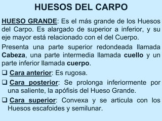 HUESOS DEL CARPO
HUESO GRANDE: Es el más grande de los Huesos
del Carpo. Es alargado de superior a inferior, y su
eje mayor está relacionado con el del Cuerpo.
Presenta una parte superior redondeada llamada
Cabeza, una parte intermedia llamada cuello y un
parte inferior llamada cuerpo.
 Cara anterior: Es rugosa.
 Cara posterior: Se prolonga inferiormente por
una saliente, la apófisis del Hueso Grande.
 Cara superior: Convexa y se articula con los
Huesos escafoides y semilunar.
 