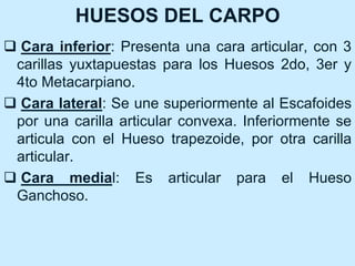 HUESOS DEL CARPO
 Cara inferior: Presenta una cara articular, con 3
carillas yuxtapuestas para los Huesos 2do, 3er y
4to Metacarpiano.
 Cara lateral: Se une superiormente al Escafoides
por una carilla articular convexa. Inferiormente se
articula con el Hueso trapezoide, por otra carilla
articular.
 Cara medial: Es articular para el Hueso
Ganchoso.
 